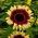 Girasole ornamentale medio alto &quot;Floren&quot; - 
