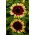 Girasole ornamentale medio alto &quot;Floren&quot; - 