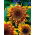 Medium tall ornamental sunflower "Astra Brown"