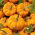 Ornamental Squash - Sweetie Pie - Miniature Halloween Pumpkins - Fresh Seeds