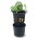 Pot de culture de pommes de terre - Potato Grower - ø 29,5 cm - 