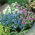 Алпине Форгет-Ме-Нот семе - Миосотис алпестрис - 800 семена - Myosotis alpestris