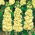 Felles bestand Excelsior - lys gul; Brompton lager, hoary lager, ti ukers lager, Gilly-flower - 