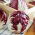 Cicoare Radicchio Red Ball 2; radicchio - 