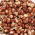 Brotando sementes com um grande broto - feijão vermelho - 