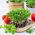Microgreens - Almindelig Koriander - 100 g - Krydret aroma, levende mørhed - Friske frø