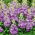 Excelsior stock comune - rosa giglio; Stock Brompton, brodo canuto, brodo da dieci settimane, gilly-flower - 