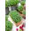 Microgreens - záhradná žerucha - mladé listy jedinečnej chuti - 1 kg - 