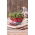 Microgreens - Ravanello - foglie giovani dal sapore unico - 1 kg - 