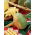 Swedia Wilhelmsburger Sator Otofte - 500 gram; rutabaga - 