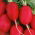 Lobak Lucynka - SEED TAPE - 