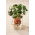 Microgreens - Garden nasturtium - young uniquely tasting leaves - 250 grams