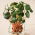 Microgreens - Garden nasturtium - unge unikke smagende blade - 1 kg - 