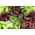 Spirende frø - Mesclun salatblanding med raket (ruccola) - 