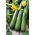 Dovlecel Zucchini - Nefertiti - 100 g - Versatil pentru preparate culinare diverse - Semințe proaspete
