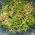 Spirende frø - Mesclun salatblanding med raket (ruccola) - 