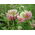 Alsike clover 'Menta' - 1 kg - 