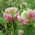 Alsike clover 'Menta' - 1 kg - 