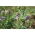 Alfalfa 'Eugenia' - 1 kg - 