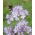 Lacy phacelia 'Natra' - 5 kg; tanaceto azul, tanaceto púrpura - 