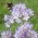 Lacy phacelia 'Natra' - 5 kg; tanaceto azul, tanaceto púrpura - 