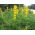 Yellow lupin "Mister" - 10 kg; annual yellow-lupin, European yellow lupin