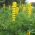 Yellow lupin "Mister" - 10 kg; annual yellow-lupin, European yellow lupin