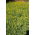 Lupino giallo &quot;Baryt&quot; - 10 kg; lupino giallo annuale, lupino giallo europeo - 