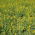 Lupino giallo &quot;Baryt&quot; - 10 kg; lupino giallo annuale, lupino giallo europeo - 