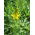 Lupino giallo annuale 'Ambra' - 5 kg - 