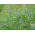 Zoete smalbladige lupine 'Azuro' - 5 kg; smalbladige lupine, blauwe lupine - 