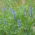 Zoete smalbladige lupine 'Azuro' - 5 kg; smalbladige lupine, blauwe lupine - 