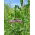 Common vetch 'Jaga' - 0.5 kg