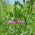 Gemeine Wicke 'Jaga' - 5 kg - 