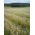 Grano saraceno 'Kora' - 5 kg - 