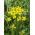 Moutarde des champs d'hiver - 1 kg - 