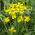 Moutarde des champs d'hiver - 1 kg - 