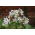 saponaria comune; scommessa che rimbalza, sapone di corvo, selvaggio dolce William, saponaria - 