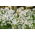 saponaria comune; scommessa che rimbalza, sapone di corvo, selvaggio dolce William, saponaria - 