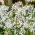 saponaria comune; scommessa che rimbalza, sapone di corvo, selvaggio dolce William, saponaria - 