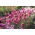 Astro cinese rosa &quot;Zorza (Aurora)&quot; - 