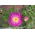 Astro cinese rosa &quot;Zorza (Aurora)&quot; - 