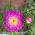 Astro cinese rosa &quot;Zorza (Aurora)&quot; - 