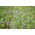 Erba medica &#39;Felsy&#39; - 1 kg - 
