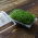 Sprouting tray - Green Mane