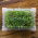 Sprouting tray - Green Mane
