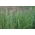 Engels raaigras 'Angelina' - 5 kg - 