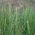 Engels raaigras 'Angelina' - 5 kg - 