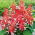 Salvia escarlata &quot;Love Scarlet Bicolor&quot; - 