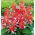 Salvia escarlata &quot;Love Scarlet Bicolor&quot; - 